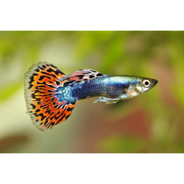 Gupik Old Fashioned Multicolor Mosaic