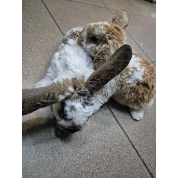 Królik Miniaturka Mini Loop