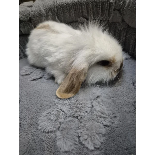 Królik Miniaturka Mini Loop