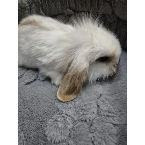 Królik Miniaturka Mini Loop Biały
