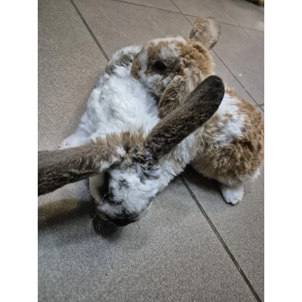Królik Miniaturka Mini Loop Biały