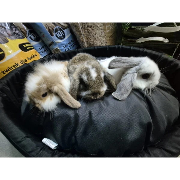 Królik Miniaturka Mini Loop Biały