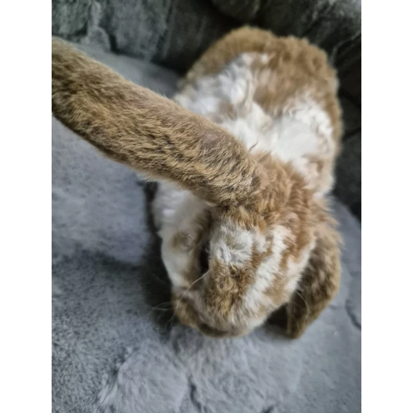 Królik Miniaturka Mini Loop Biały