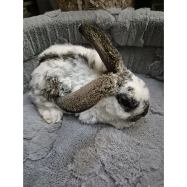 Królik Miniaturka Mini Loop Brąz