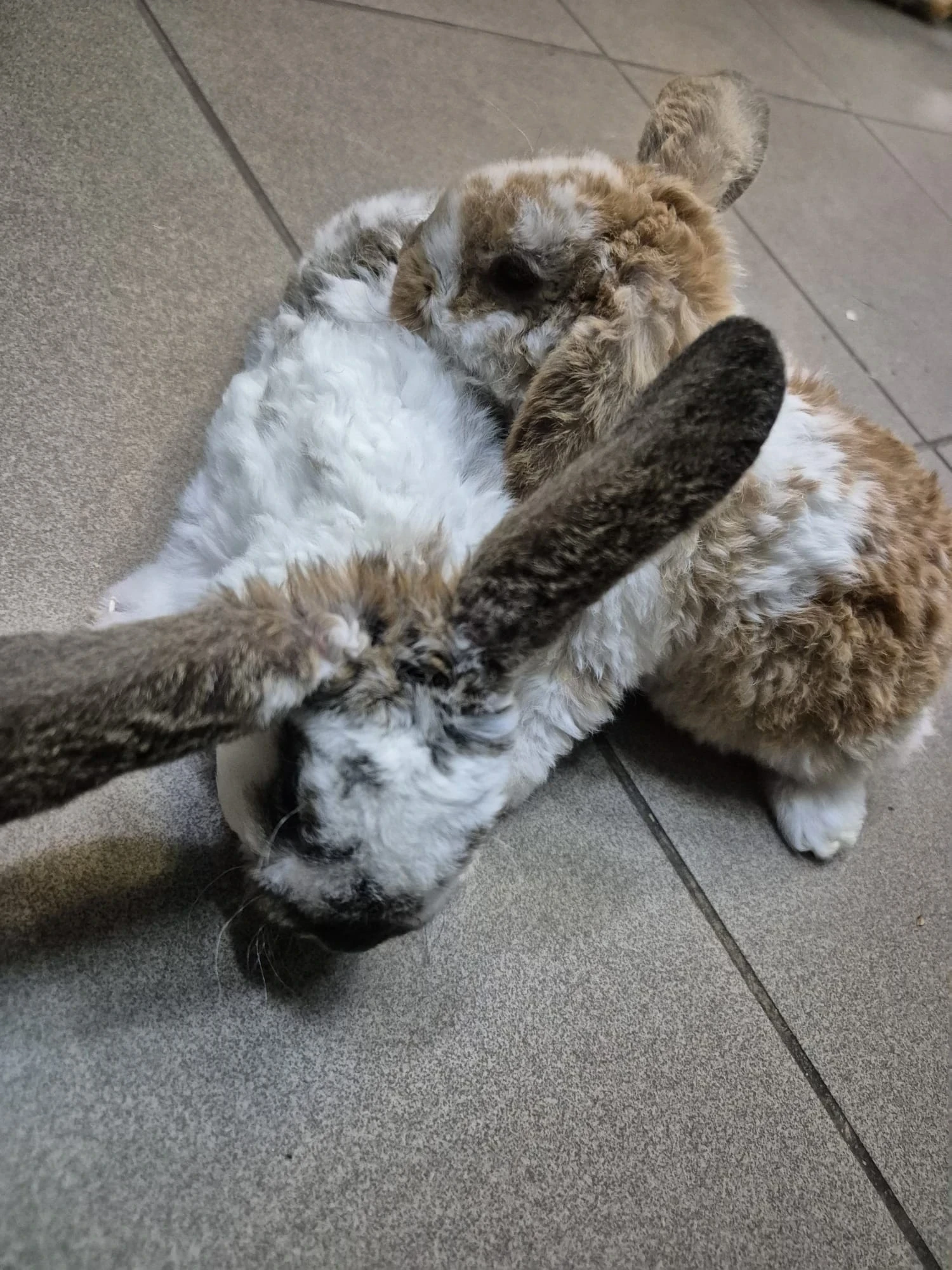 Królik Miniaturka Mini Loop Brąz