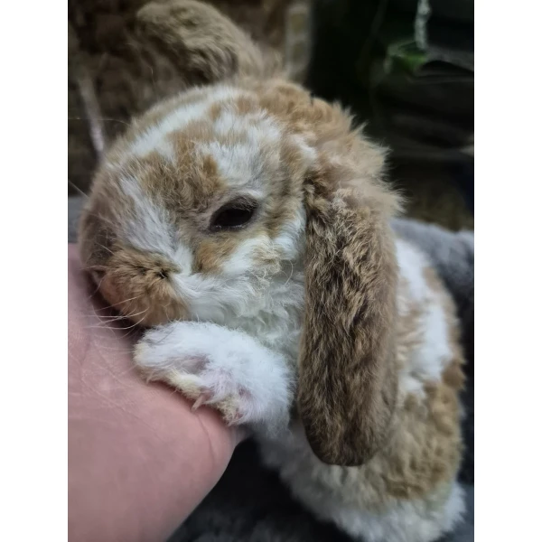 Królik Miniaturka Mini Loop Brąz
