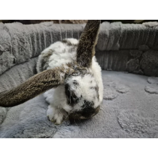 Królik Miniaturka Mini Loop Brąz