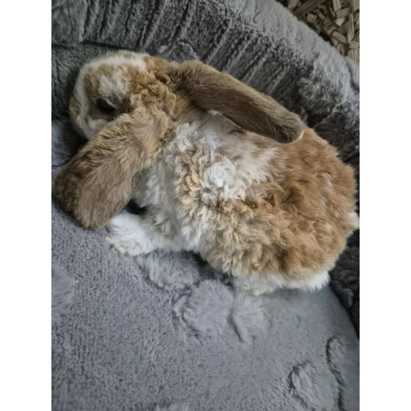 Królik Miniaturka Mini Loop Brąz