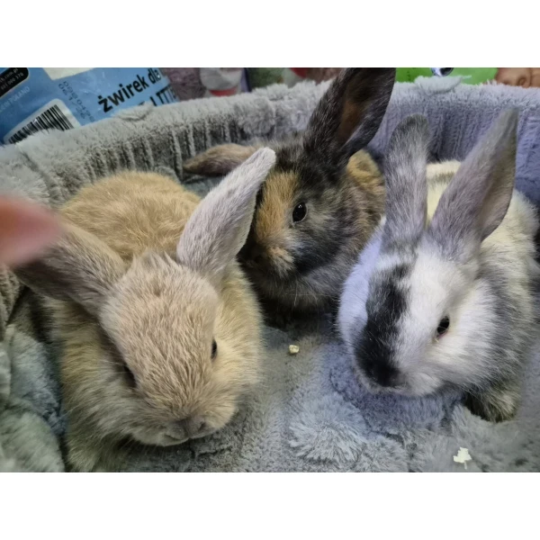 Królik Miniaturka Mini Loop Brąz