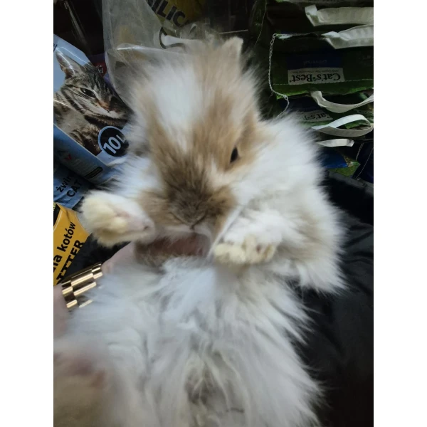 Królik Miniaturka Mini Loop Brąz
