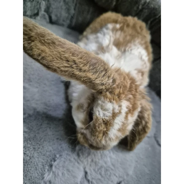 Królik Miniaturka Mini Loop Różne