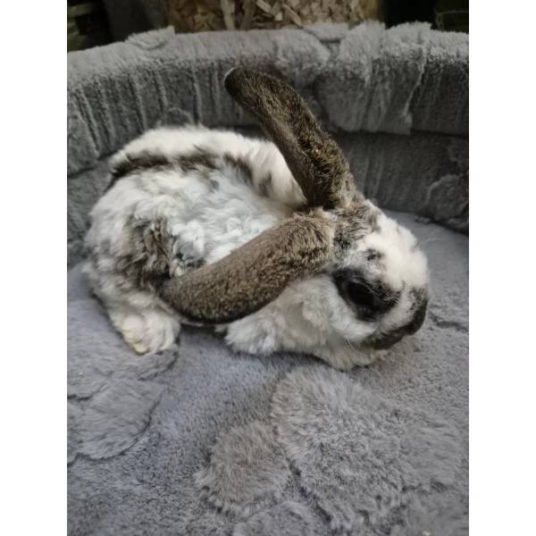 Królik Miniaturka Mini Loop Różne