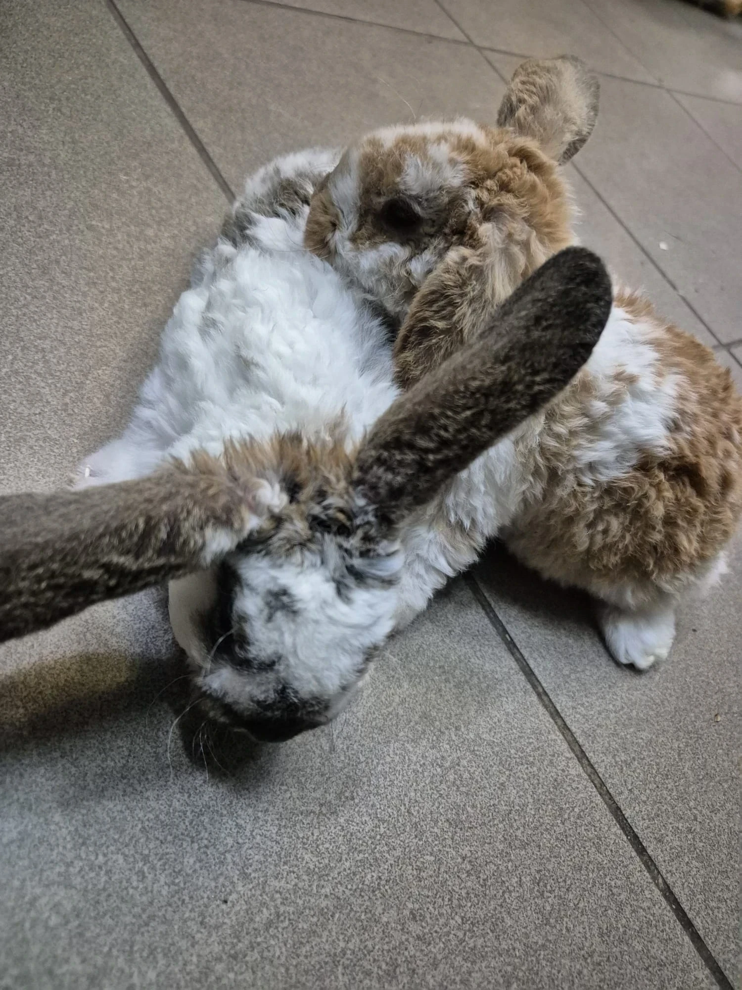 Królik Miniaturka Mini Loop Różne