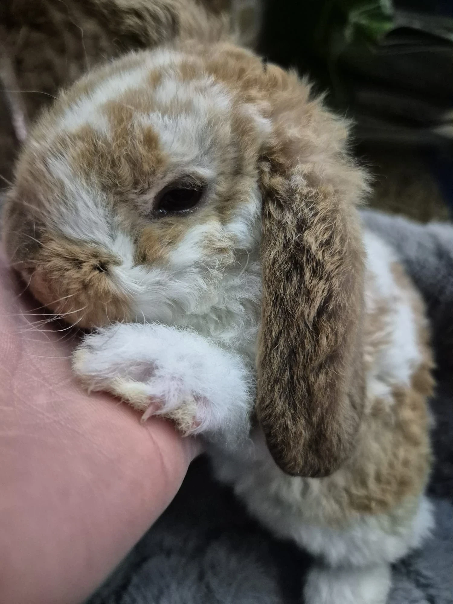 Królik Miniaturka Mini Loop Różne