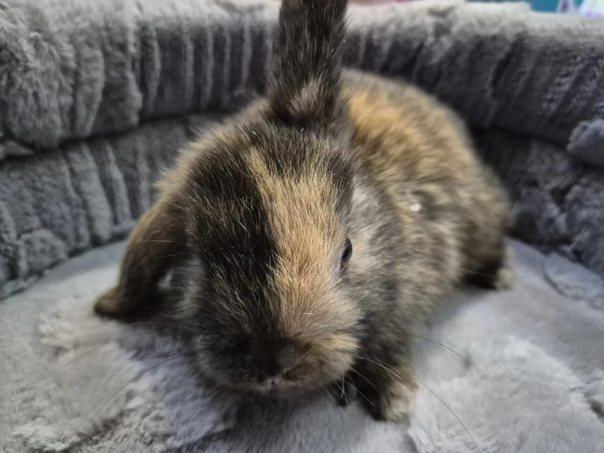 Królik Miniaturka Mini Loop Różne