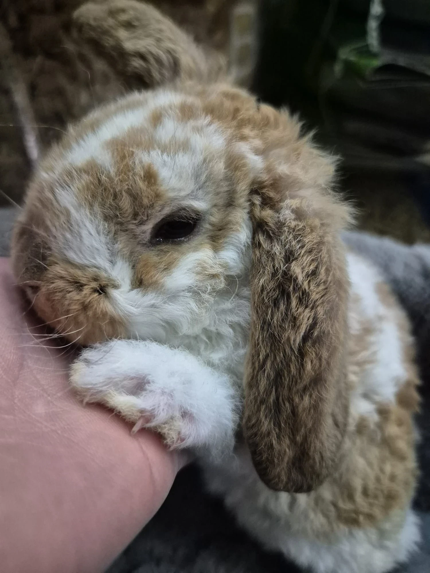 Królik Miniaturka Mini Loop Różne