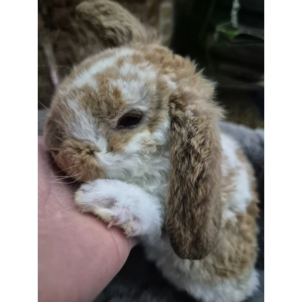 Królik Miniaturka Mini Loop Różne