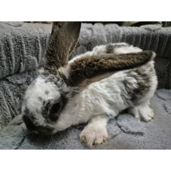 Królik Miniaturka Mini Loop Różne