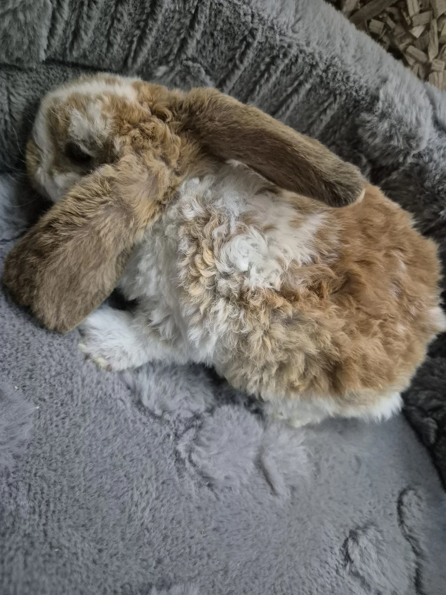 Królik Miniaturka Mini Loop Różne