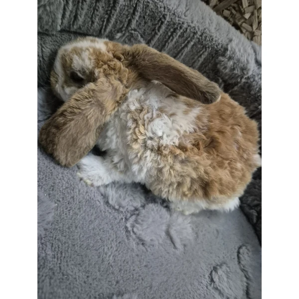 Królik Miniaturka Mini Loop Różne