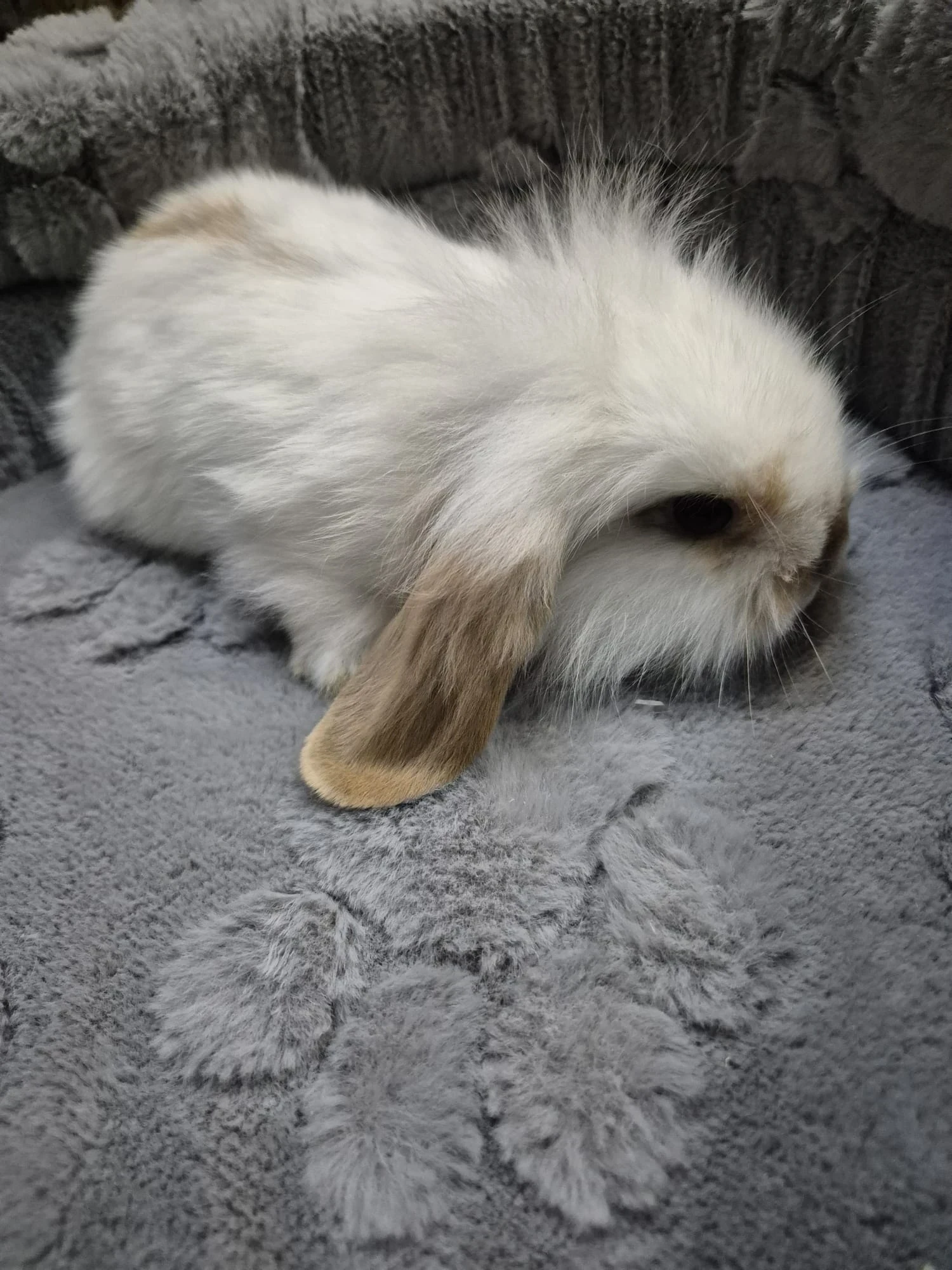 Królik Miniaturka Mini Loop Różne
