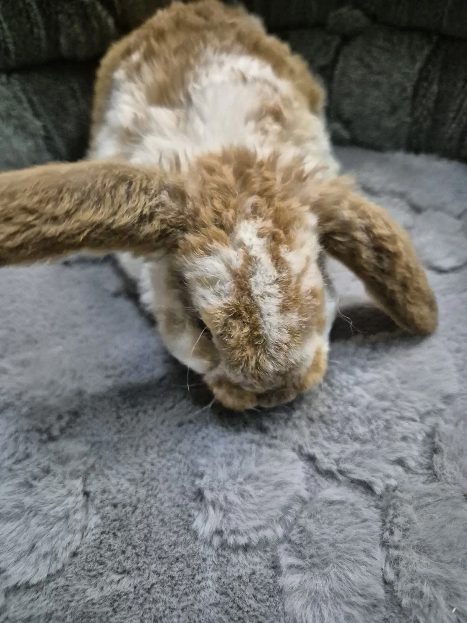 Królik Miniaturka Mini Loop Różne