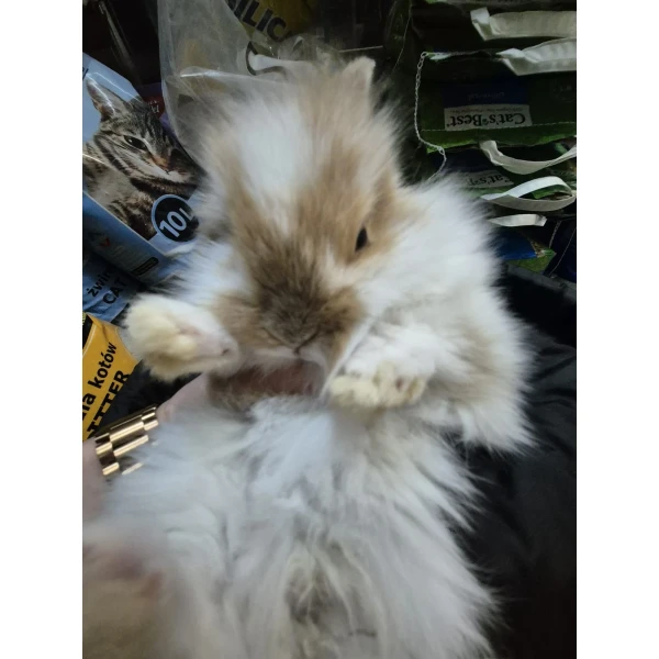 Królik Miniaturka Mini Loop Różne