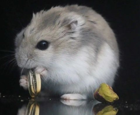 Chomik dżungarski