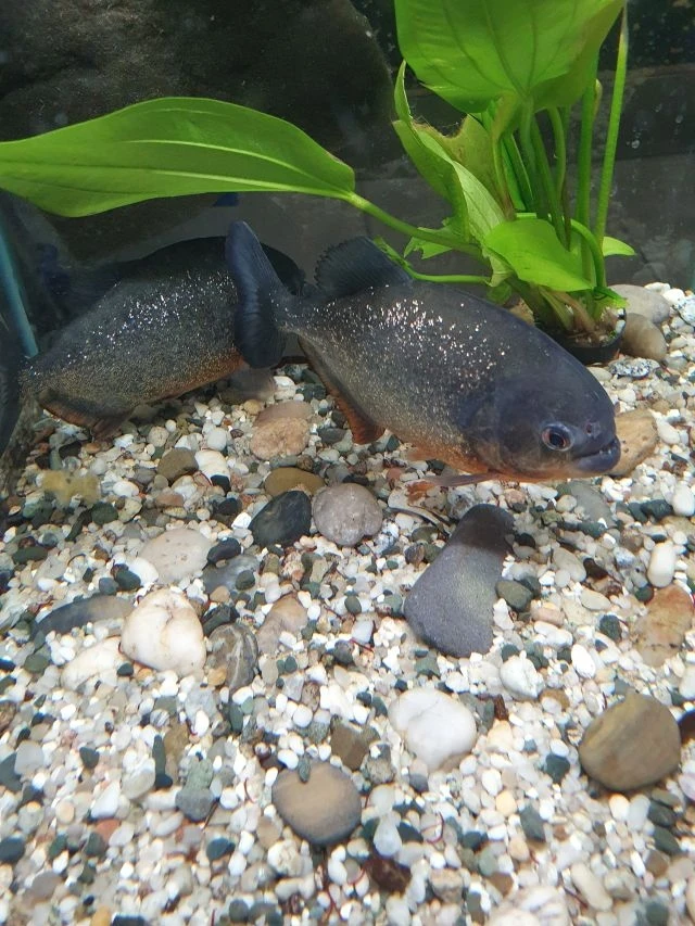 Piranie Czerwone Natterera