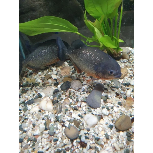 Piranie Czerwone Natterera