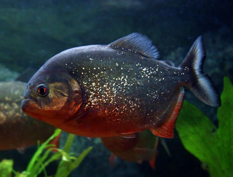 Piranie Czerwone Natterera