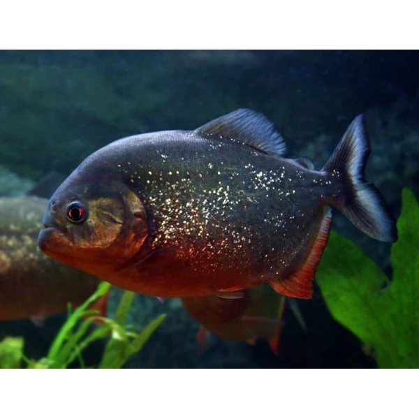 Piranie Czerwone Natterera