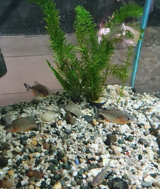 Piranie Czerwone Natterera