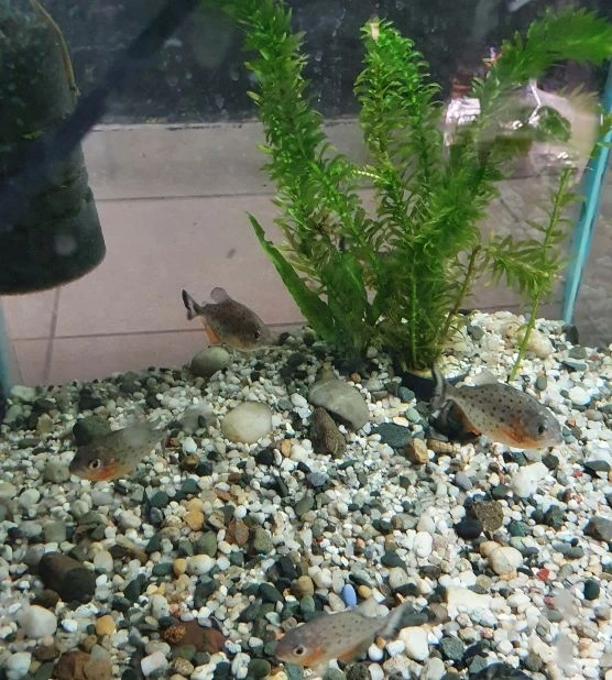 Piranie Czerwone Natterera