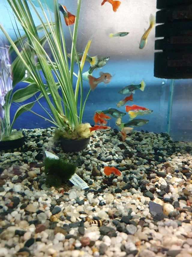 Pawie oczko - Gupiki