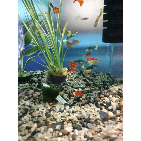 Pawie oczko - Gupiki