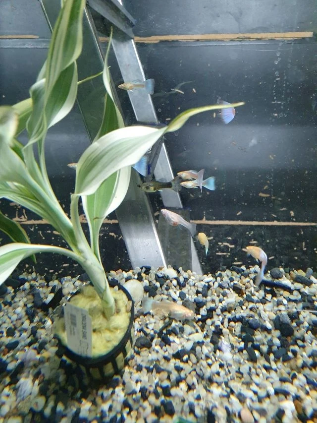 Pawie oczko - Gupiki