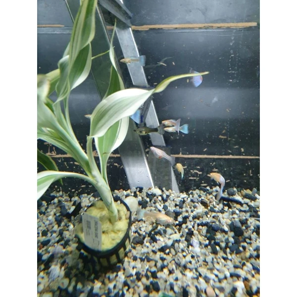 Pawie oczko - Gupiki