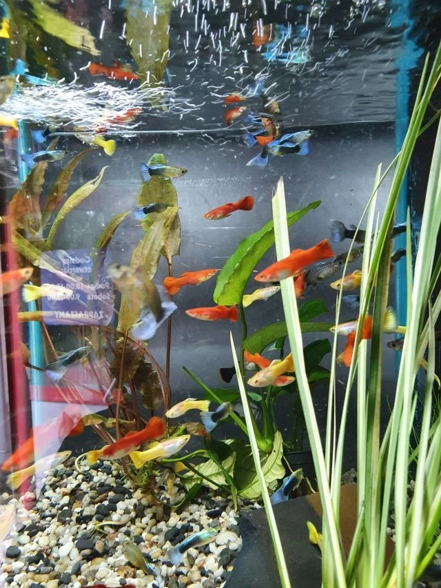 Pawie oczko - Gupiki