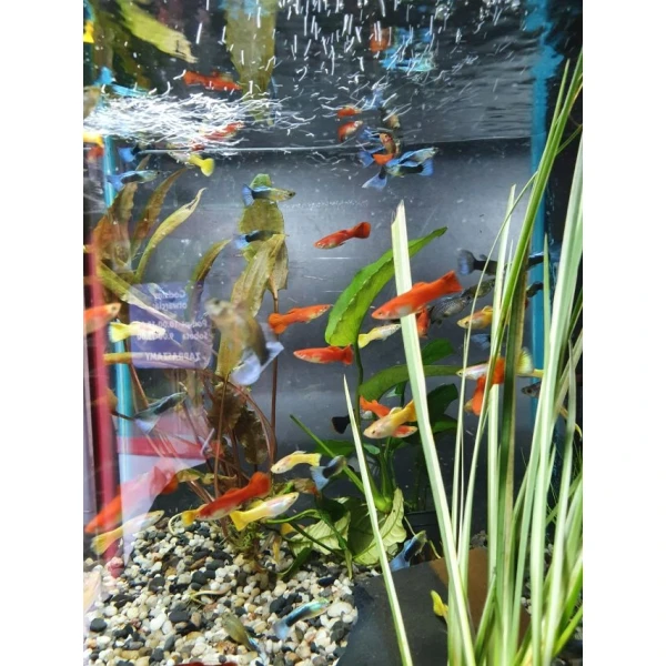 Pawie oczko - Gupiki