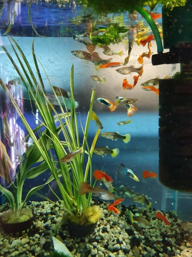 Pawie oczko - Gupiki