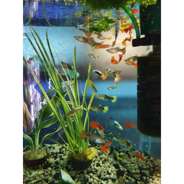 Pawie oczko - Gupiki