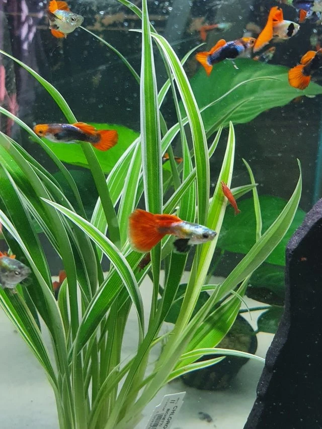 Pawie oczko - Gupiki