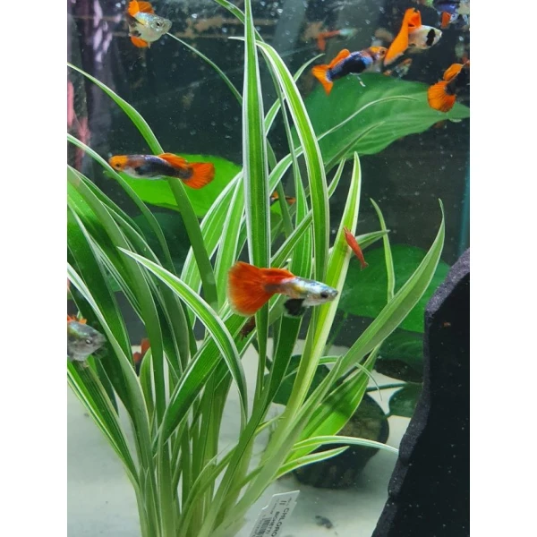 Pawie oczko - Gupiki