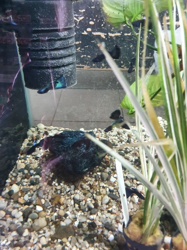 Pawie oczko - Gupiki