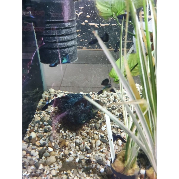 Pawie oczko - Gupiki