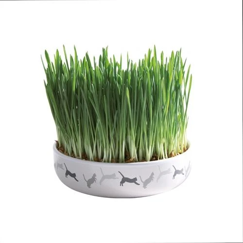 Trixie Miska dekorowana dla kota 250ML/15cmX4cm