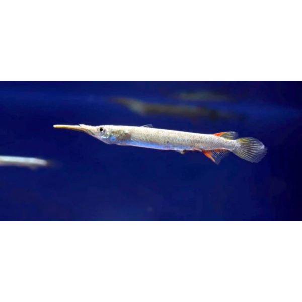 Półdziobek karłowaty