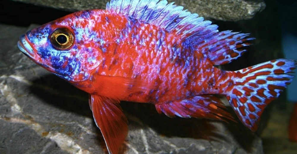 Aulonocara  Fire fish
