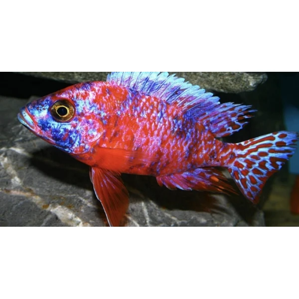 Aulonocara  Fire fish